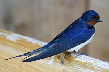 Swallow